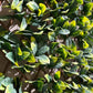 Flexible Prunus Pflanzenwand - Malte | 130-200 cm