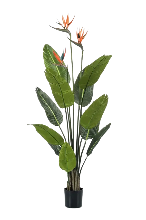 Künstliche Strelitzia - Constantin