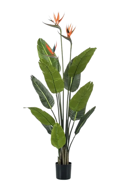 Künstliche Strelitzia - Constantin auf transparentem Hintergrund mit echt wirkenden Kunstblättern. Diese Kunstpflanze gehört zur Gattung/Familie der "Strelitzias" bzw. "Kunst-Strelitzias".