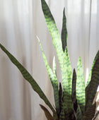 Künstlicher Bogenhanf - Jette | 97 cm