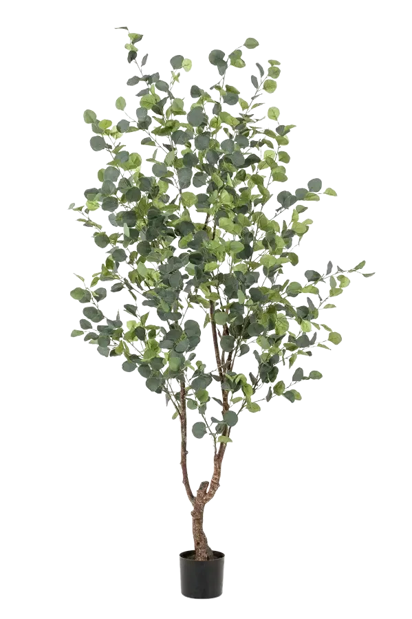 Hochwertiger Eukalyptus künstlich auf transparentem Hintergrund mit echt wirkenden Kunstblättern in natürlicher Anordnung. Künstlicher Eucalyptus Baum - Christopher hat die Farbe Natur und ist 180 cm hoch. | aplanta Kunstpflanzen