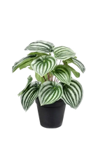 Künstliche Peperomia - Klara auf transparentem Hintergrund mit echt wirkenden Kunstblättern. Diese Kunstpflanze gehört zur Gattung/Familie der "Peperomien" bzw. "Kunst-Peperomien".