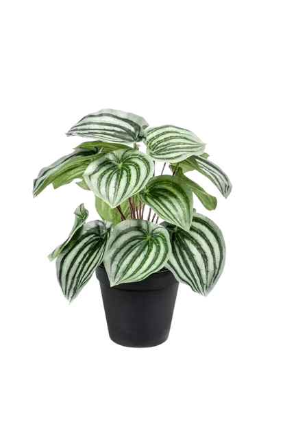 Künstliche Peperomia - Klara auf transparentem Hintergrund mit echt wirkenden Kunstblättern. Diese Kunstpflanze gehört zur Gattung/Familie der "Peperomien" bzw. "Kunst-Peperomien".