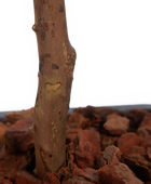 Künstlicher Eucalyptus Baum - Parla | 150 cm