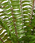 Künstlicher Farn - Isa | 35 cm