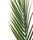 Künstliche Bergpalme - Nolte | 180 cm
