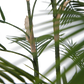 Künstliche Bergpalme - Nolte | 140 cm