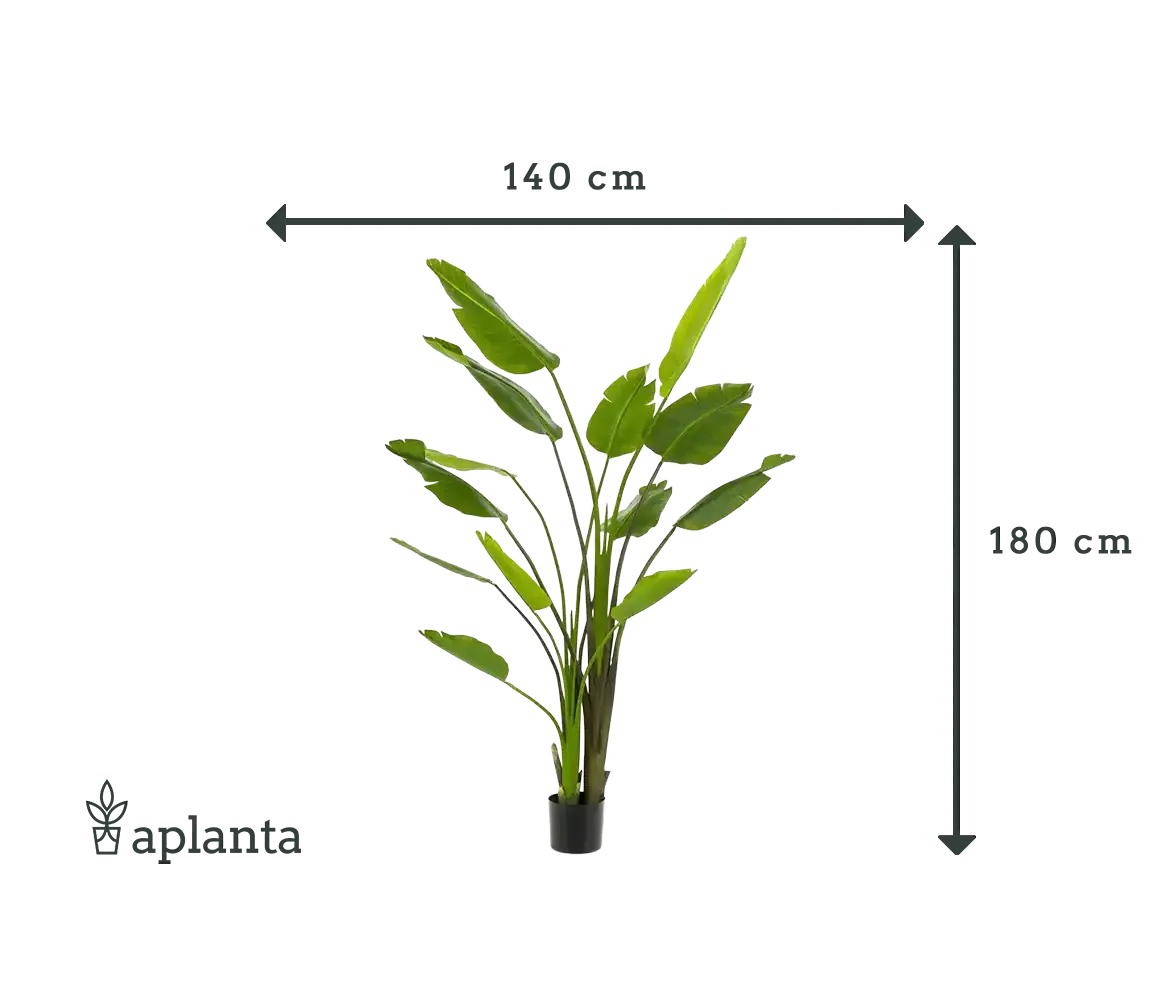 Künstliche Strelitzia - Colin | 180 cm