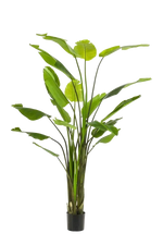 Künstliche Strelitzia - Colin auf transparentem Hintergrund mit echt wirkenden Kunstblättern. Diese Kunstpflanze gehört zur Gattung/Familie der "Strelitzias" bzw. "Kunst-Strelitzias".