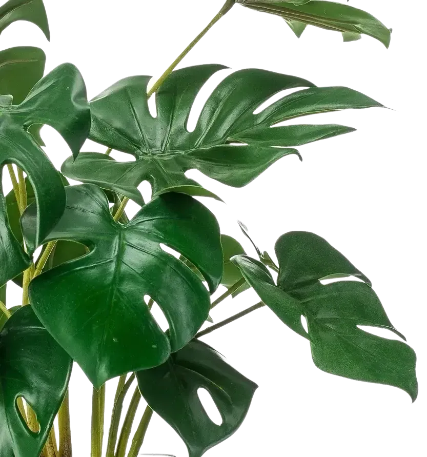 Künstliche Monstera - Joy | 45 cm auf transparentem Hintergrund, als Ausschnitt fotografiert, damit die Details der Kunstpflanze bzw. des Kunstbaums noch deutlicher zu erkennen sind.