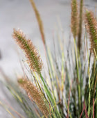 Künstliches Lampenputzergras - Paulin | 45 cm