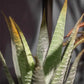 Künstliche Aloe - Patty, 30 cm, Kunstpflanze von aplanta, im schwarzen Topf, in Natur, für drinnen