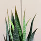 Künstliche Aloe - Patty, 30 cm, Kunstpflanze von aplanta, im schwarzen Topf, in Natur, für drinnen