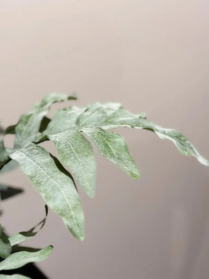 Künstlicher Goldtüpfelfarn - Hauke | 67 cm | Kunstpflanze von aplanta