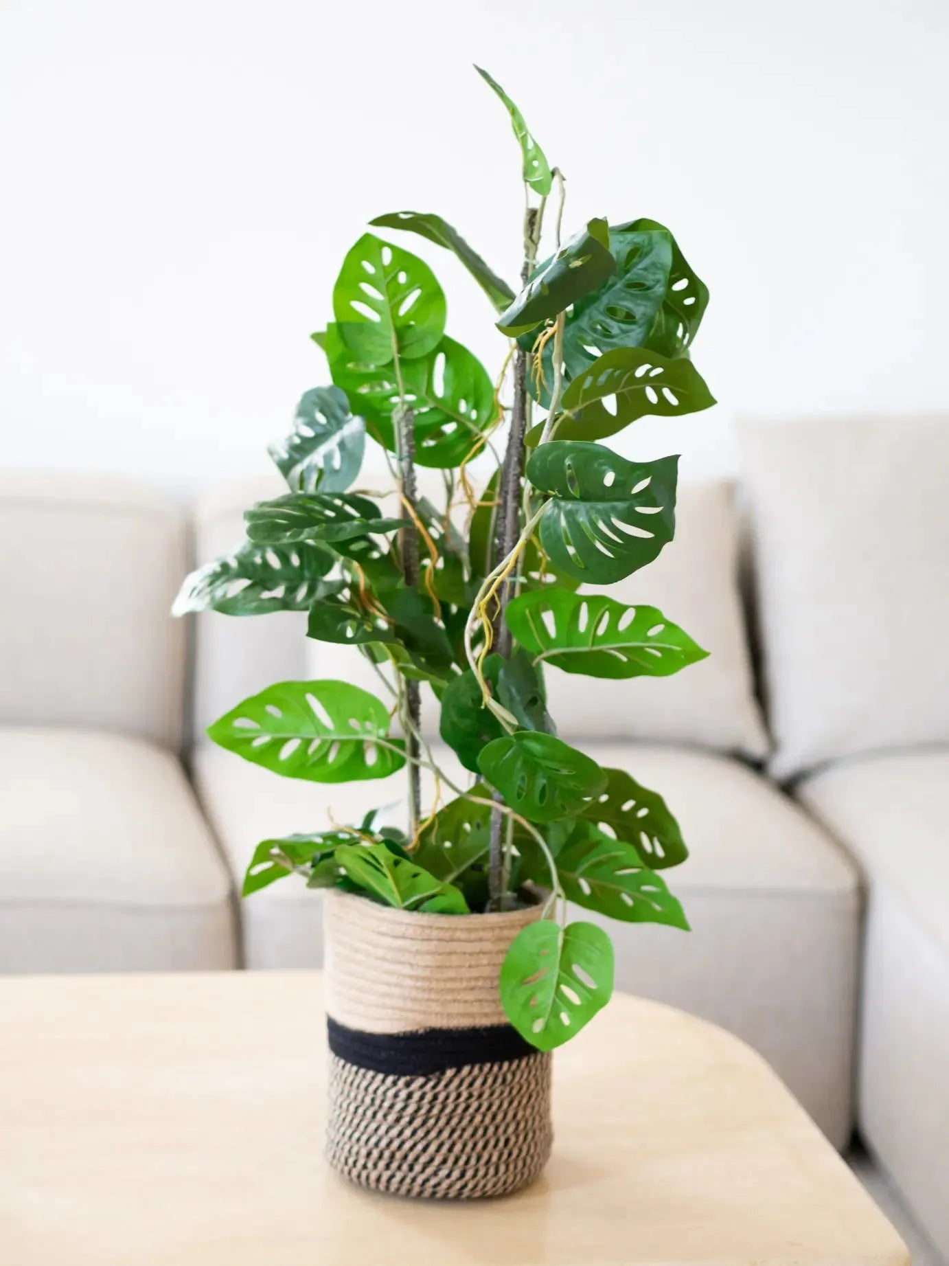 Künstliche Monstera - Jonathan | 75 cm