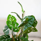 Künstliche Monstera - Jonathan, 75 cm, Kunstpflanze von aplanta, im schwarzen Topf, in Natur, für drinnen
