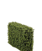 Künstliche Buchsbaumhecke - Jannis auf transparentem Hintergrund mit echt wirkenden Kunstblättern. Diese Kunstpflanze gehört zur Gattung/Familie der "Buchsbäume" bzw. "Kunst-Buchsbäume".