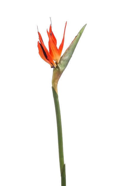 Künstlicher Strelitzia Zweig - Olga