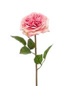 Hochwertige Hortensie künstlich auf transparentem Hintergrund mit echt wirkenden Kunstblättern in natürlicher Anordnung. Künstliche Rose - Fleur hat die Farbe Pink und ist 60 cm hoch. | aplanta Kunstpflanzen