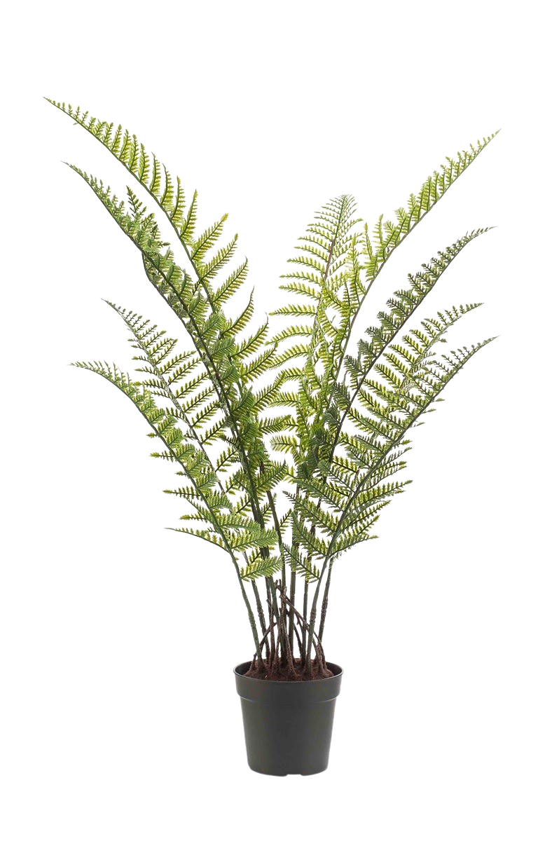 Künstlicher Woodwardia Farn - Golo auf transparentem Hintergrund mit echt wirkenden Kunstblättern in natürlicher Anordnung. Künstlicher Woodwardia Farn - Golo hat die Farbe Natur und ist 90 cm hoch. | aplanta Kunstpflanzen