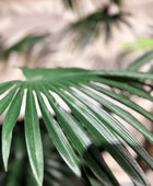 Künstliche Livistona Palme - Terra | 180 cm