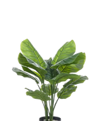 Künstliche Calathea orbifolia - Bill auf transparentem Hintergrund mit echt wirkenden Kunstblättern in natürlicher Anordnung. Künstliche Calathea orbifolia - Bill hat die Farbe Natur und ist 70 cm hoch. | aplanta Kunstpflanzen