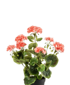 Künstliche Geranie - Zidon | 38 cm