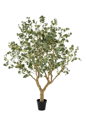 Künstlicher Eucalyptus - Kalli | 240 cm