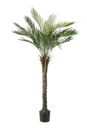 Künstliche Palme - Penny | 150 cm