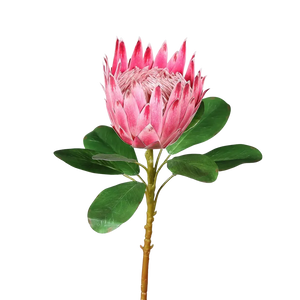 Künstliche Protea - Euphoria auf transparentem Hintergrund mit echt wirkenden Kunstblättern in natürlicher Anordnung. Künstliche Protea - Euphoria hat die Farbe pink und ist 74 cm hoch. | aplanta Kunstpflanzen