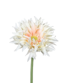 Künstliche Gerbera gefranzt - Hajo auf transparentem Hintergrund mit echt wirkenden Kunstblättern in natürlicher Anordnung. Künstliche Gerbera gefranzt - Hajo hat die Farbe lachs und ist 57 cm hoch. | aplanta Kunstpflanzen