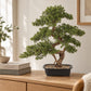Künstlicher Bonsai - Rupert | 68 cm