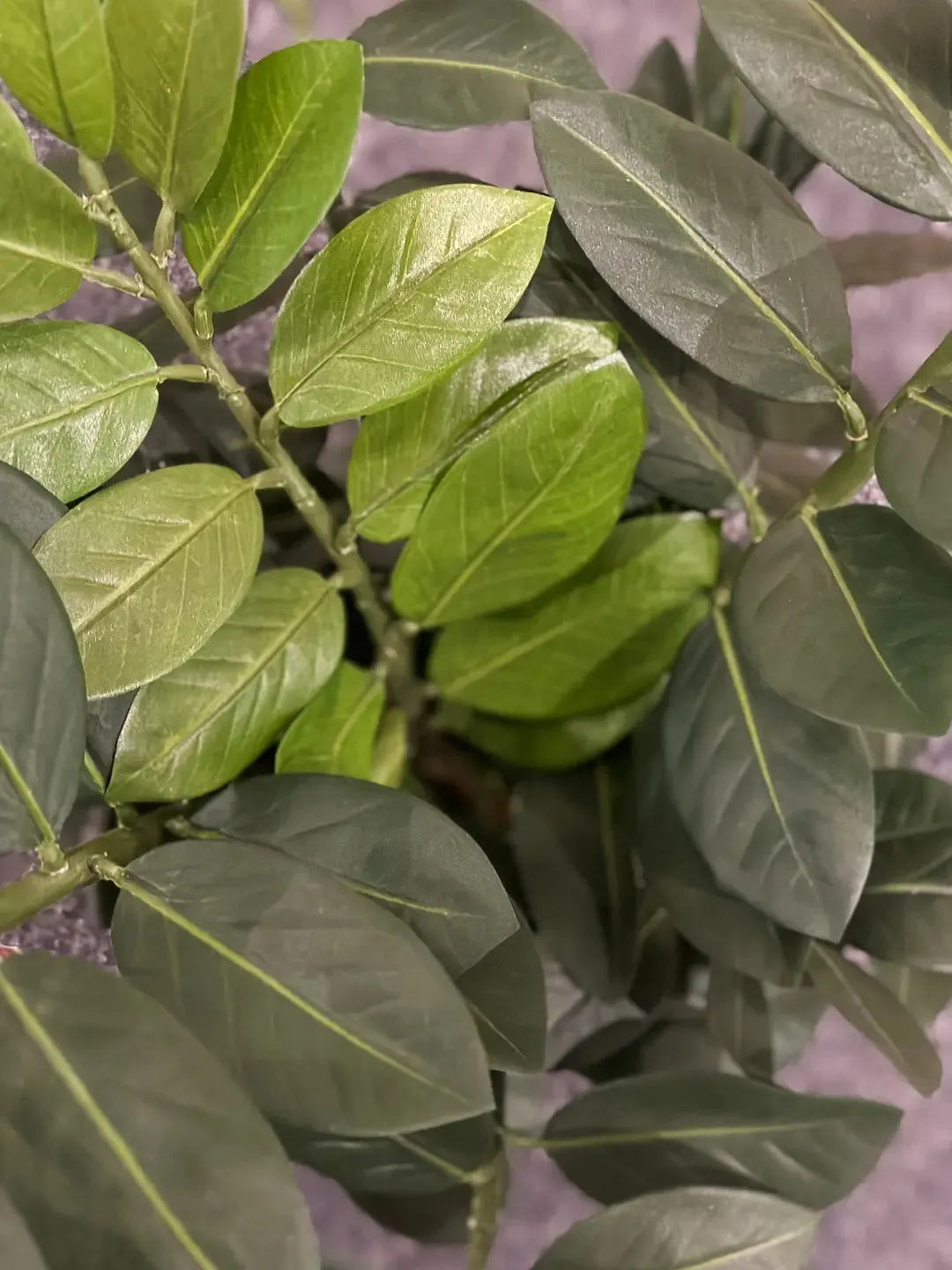 Künstliche Zamioculcas - Svea | 66 cm