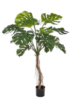 Hochwertige Monstera Kunstpflanze auf transparentem Hintergrund mit echt wirkenden Kunstblättern in natürlicher Anordnung. Künstliche Philodendron Monstera - Dean hat die Farbe Grün und hat eine Höhe von 130 cm | aplanta Kunstpflanzen