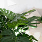 Künstliche Monstera - Thilo | 98 cm