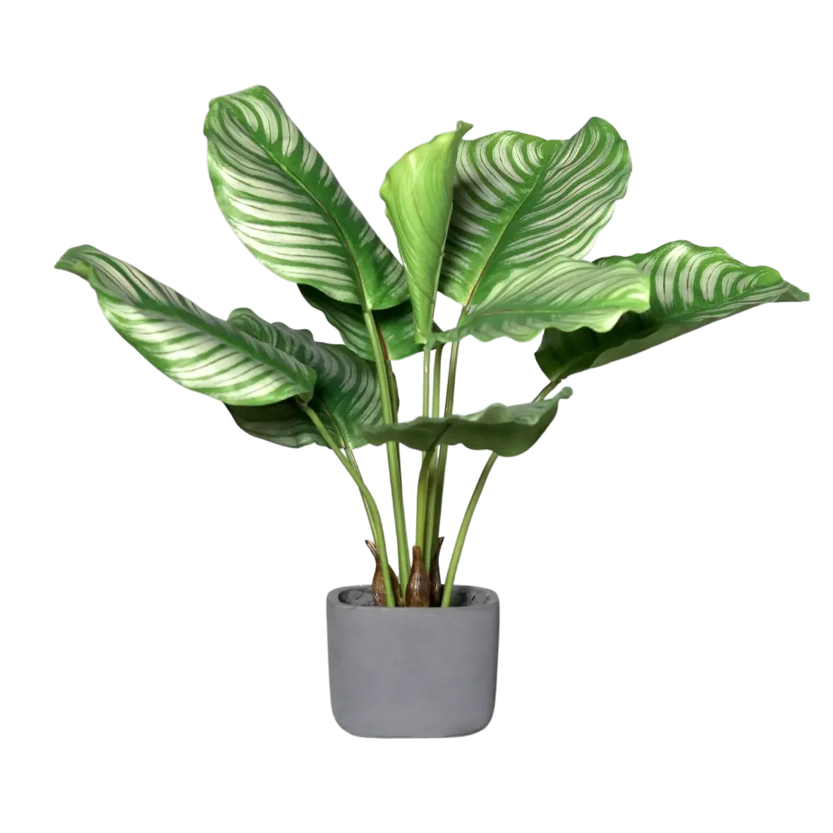 Künstliche Calathea - Mathilda, 50 cm, Kunstpflanze von aplanta, inkl. Dekotopf, in Natur, für drinnen