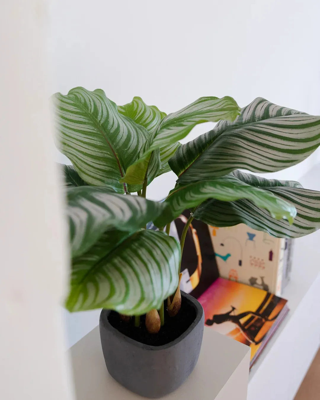 Künstliche Calathea - Mathilda, 50 cm, Kunstpflanze von aplanta, inkl. Dekotopf, in Natur, für drinnen