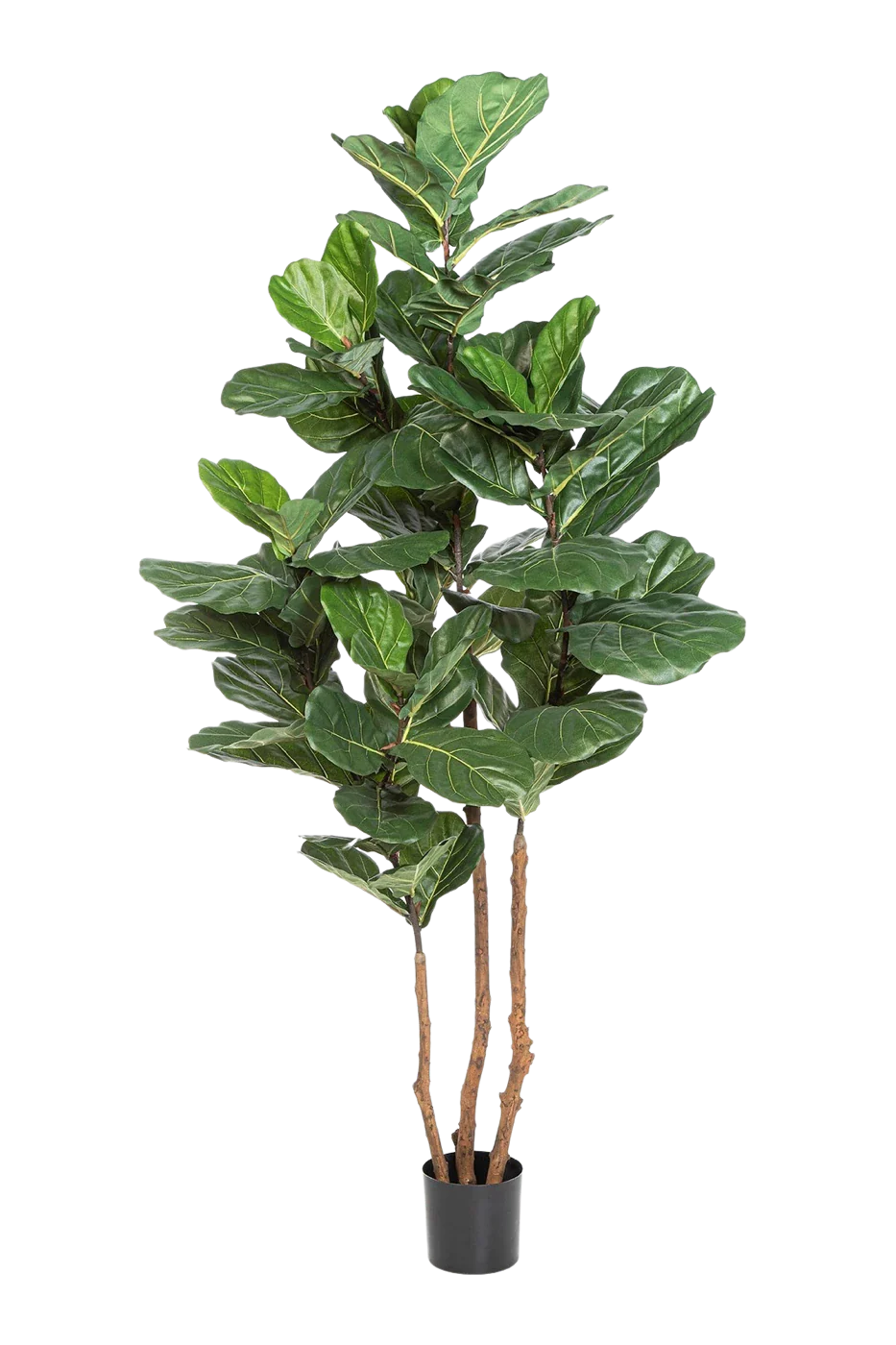 Künstliche Geigenfeige - Gutrun | 220 cm