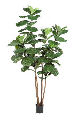 Künstliche Geigenfeige - Gutrun | 250 cm