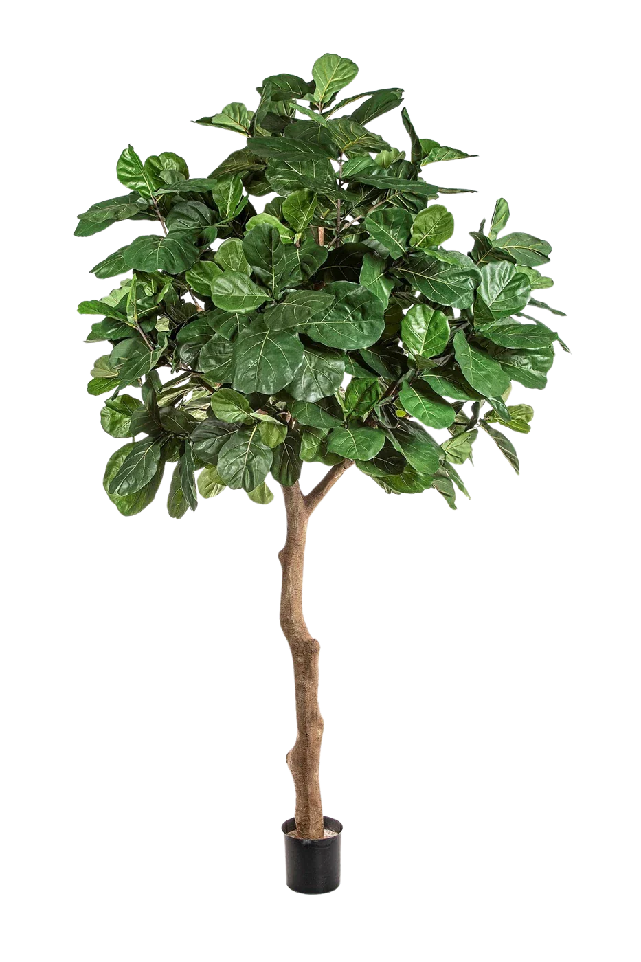 Künstliche Geigenfeige - Nele | 360 cm