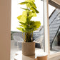 Künstliche Philodendron - Phoebe, 80 cm, Kunstpflanze von aplanta, im schwarzen Topf, in Natur, für drinnen