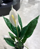 Künstliche Spathiphyllum - Odysseus | 60 cm