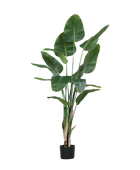 Künstliche Strelitzia - Leon | 210 cm