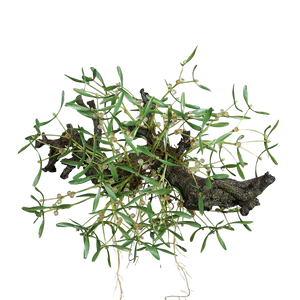 Künstlicher Mistelbusch - Will | 58 cm