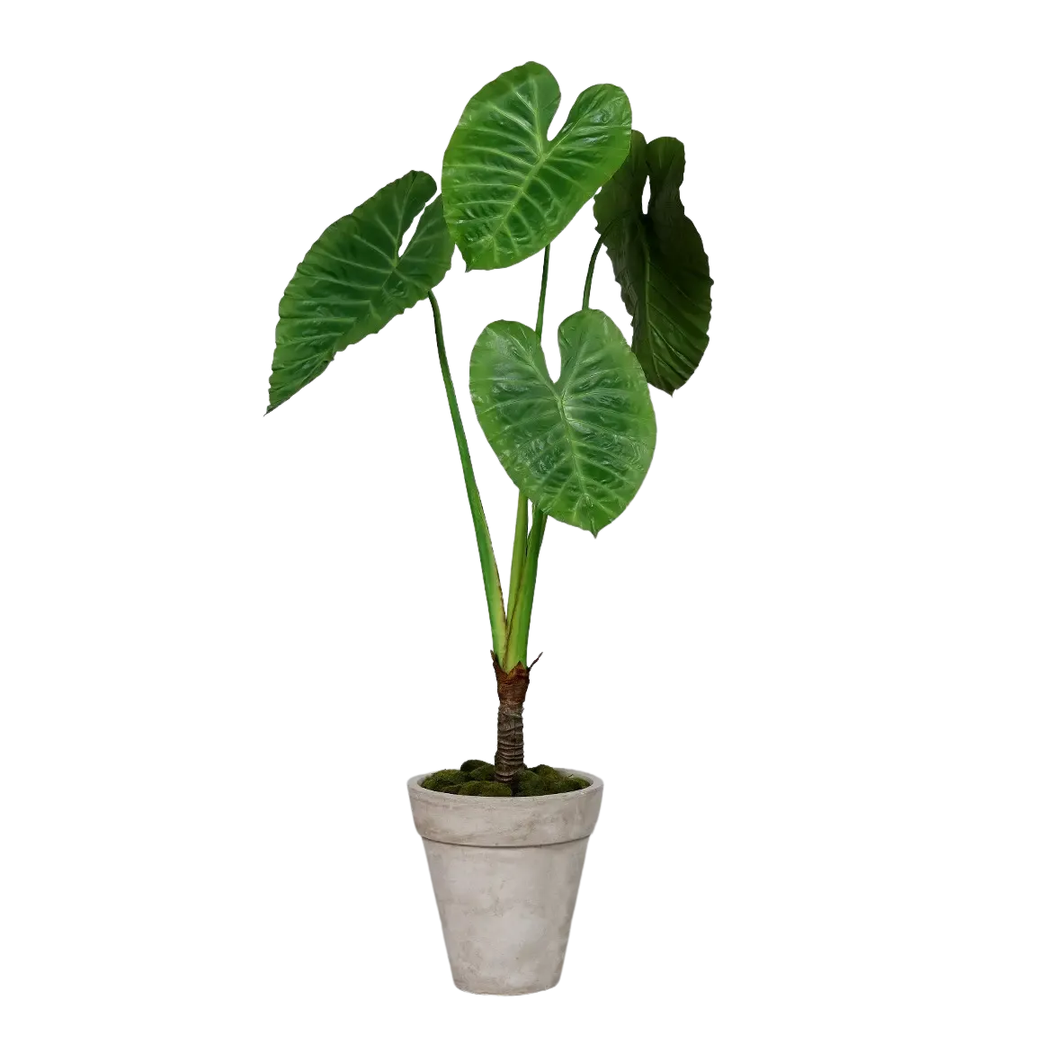 Künstliche Alocasia - Benno auf transparentem Hintergrund mit echt wirkenden Kunstblättern in natürlicher Anordnung. Künstliche Alocasia - Benno hat die Farbe Natur und ist 175 cm hoch. | aplanta Kunstpflanzen