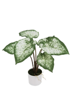 Künstliche Caladium - Dalia | 45 cm