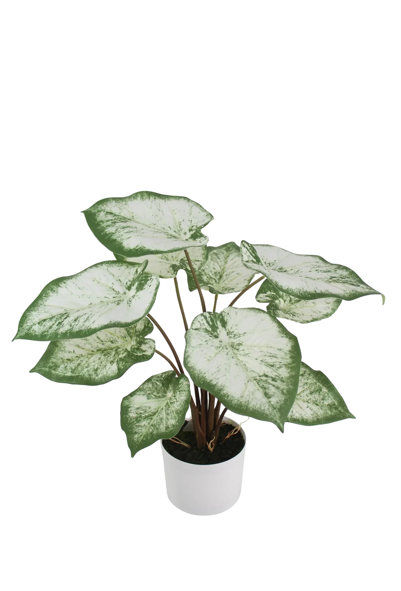 Künstliche Caladium - Noelia | 55 cm