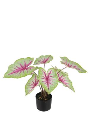 Künstliche Caladium - Malena | 55 cm