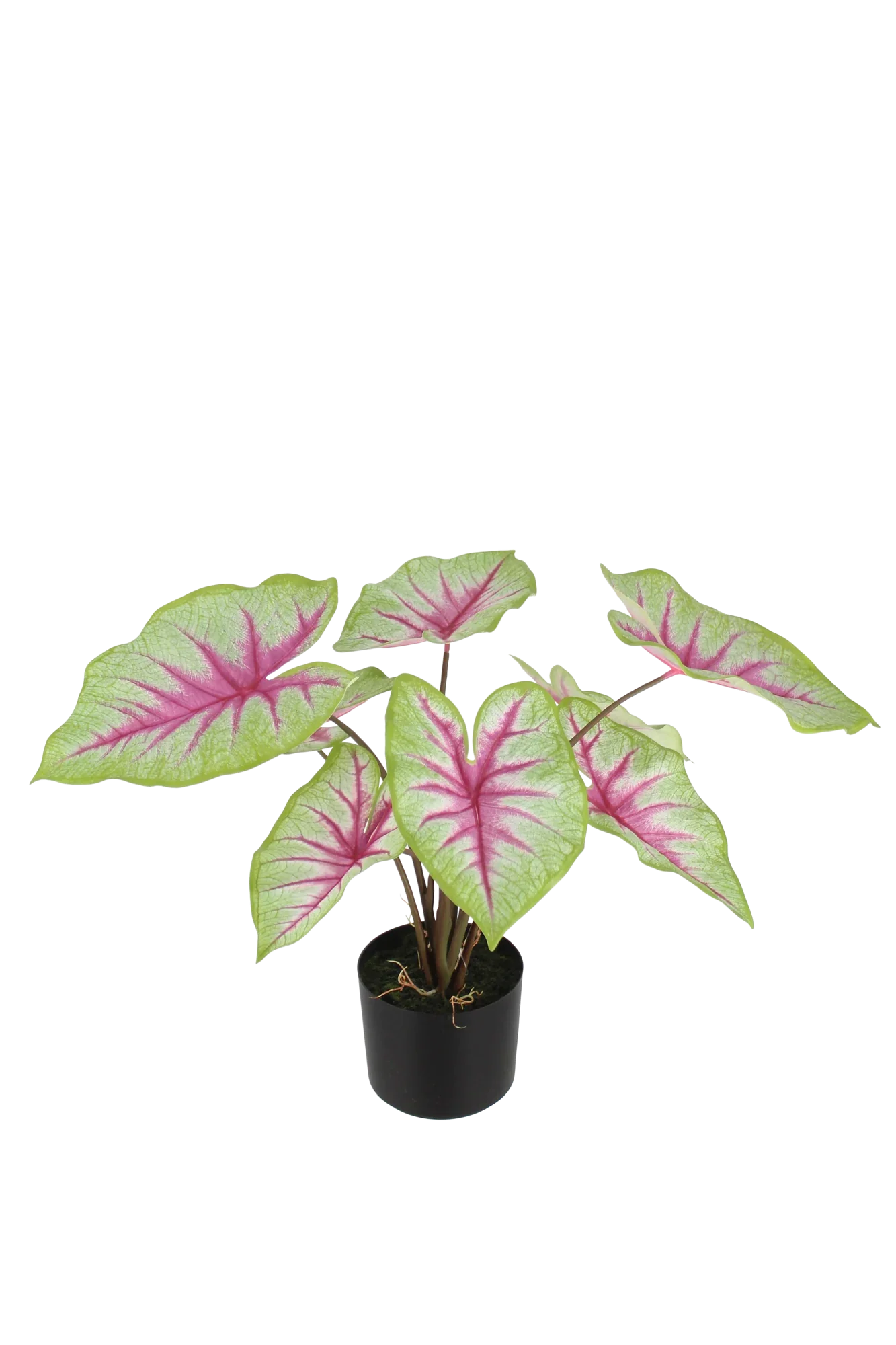 Künstliche Caladium - Malena | 55 cm