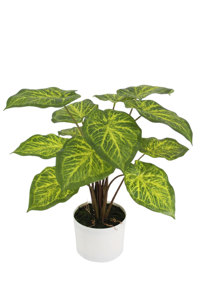 Künstliche Caladium - Lima, 61 cm, Kunstpflanze von aplanta, inkl. Dekotopf, in Grün, für drinnen